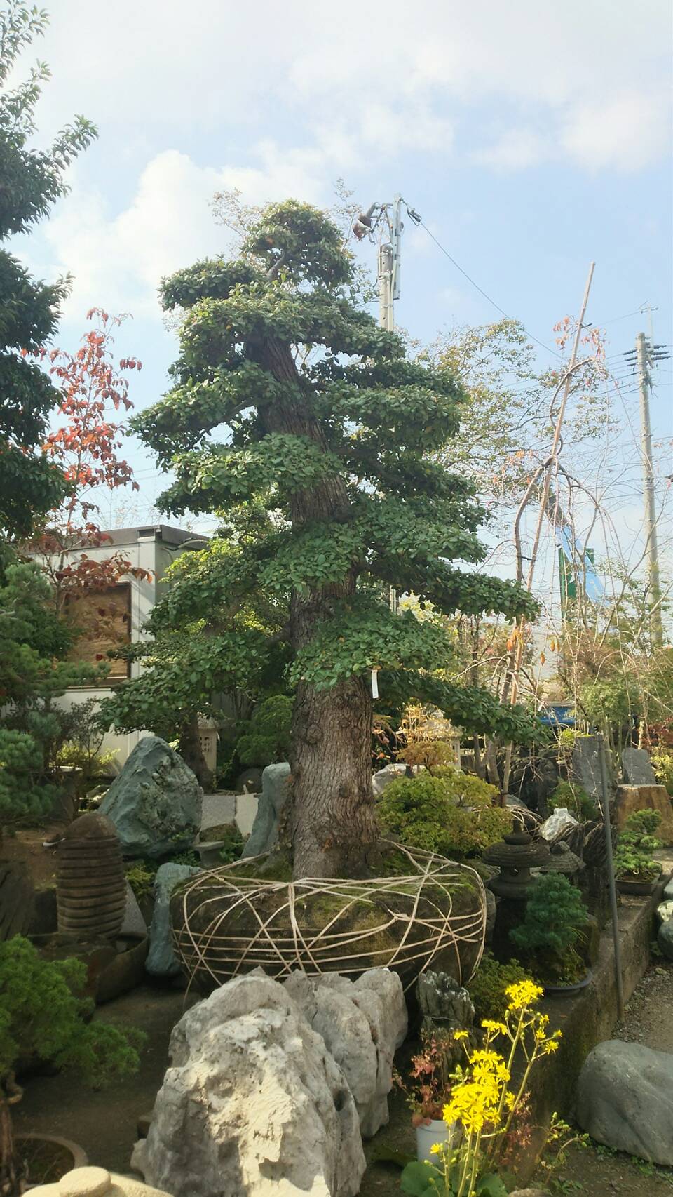 ウバメガシ